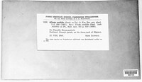 Albugo candida image
